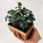 Graines de micro pousse de capucine