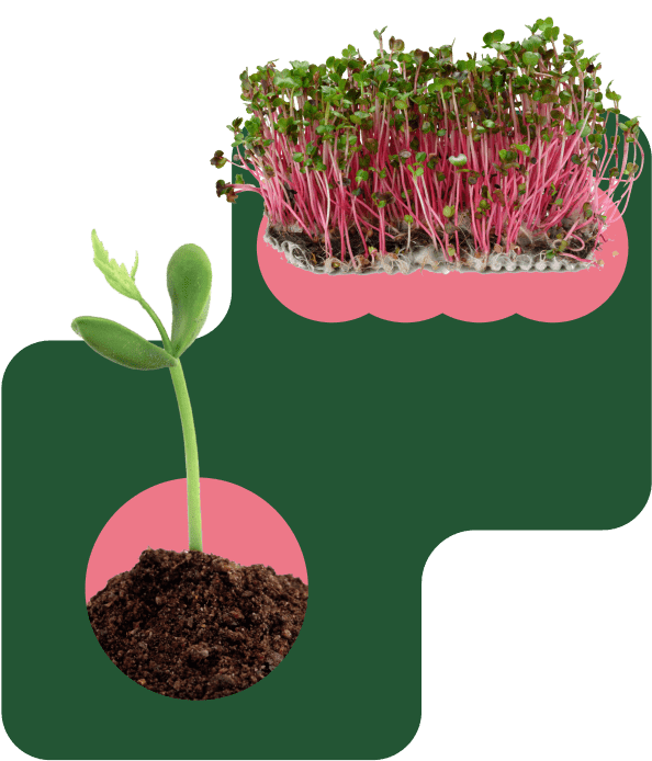 Microgreens bio pour la cuisine saine et gourmande.