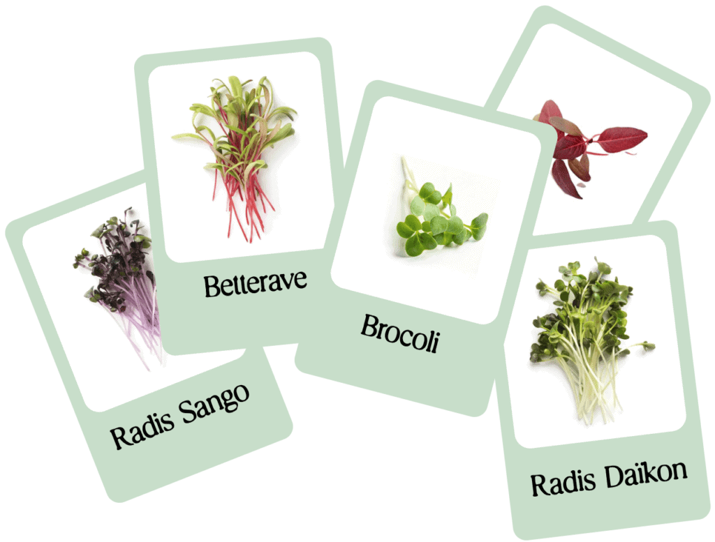 Betterave, brocoli, radis sango, radis daikon, jeunes pousses.
