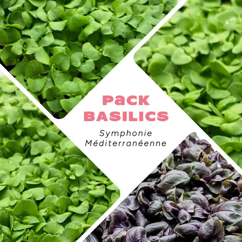 Herbes aromatiques basilics pour cuisine méditerranéenne.