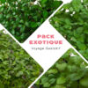 Plantes aromatiques exotiques pour cuisine, fraîches et parfumées, parfaites pour un voyage gustatif.