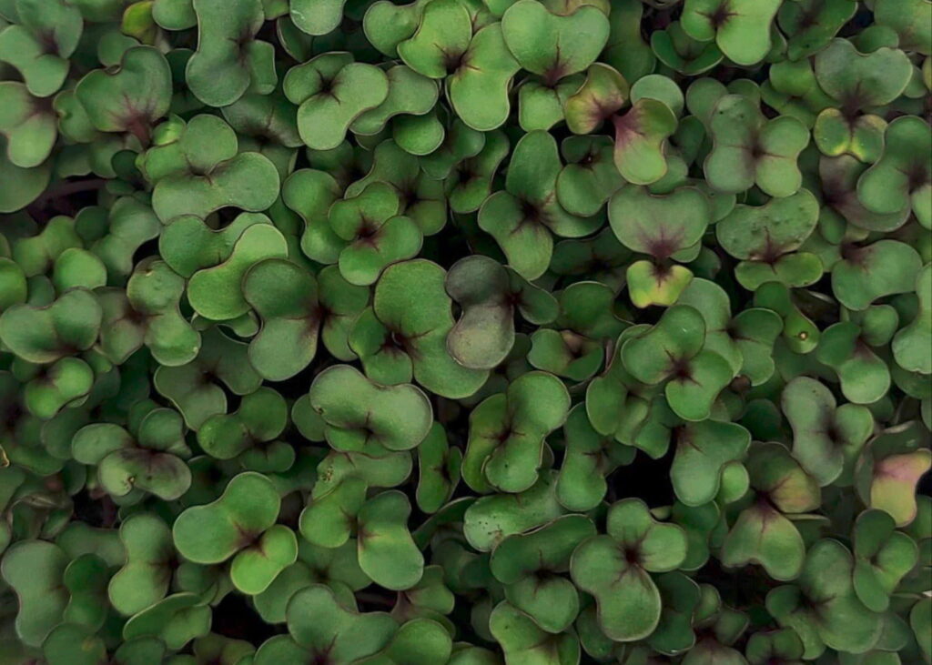 Micro pousses de chou rouge, riches en nutriments, parfaites pour la cuisine saine et la croissance.