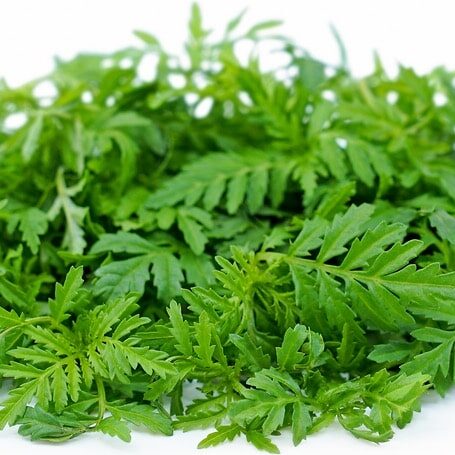 Fougère comestible, micro pousses vertes, culture facile à domicile, idéale pour cuisine saine et fr.