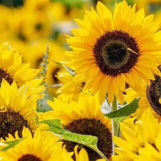 tournesol fleurs