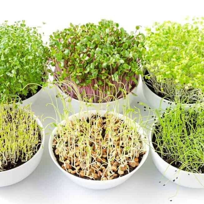saveurs-micropousses